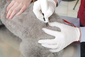 Ветеринарная криохирургия: современные методы лечения заболеваний кожи и других тканей  из