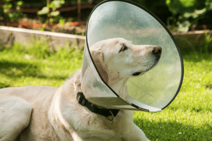 Ветеринарные воротники для собак и кошек: удобные и безопасные методы иммобилизации  из
