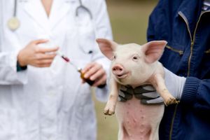 Виявлення африканської чуми у свиней: експрес-тест ASFV Ag, 10 тестів, Bionote  з