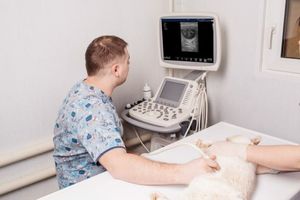 Использование УЗИ в акушерстве и гинекологии в ветеринарии: точная диагностика состояния животных  из