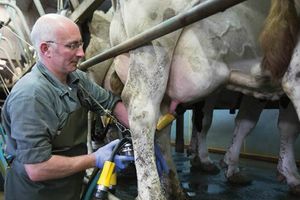 Як молокоміри та пробовідбірники покращують продуктивність тваринницького господарства  з