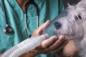Как работает ветеринарный кислородный концентратор?  из