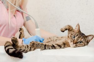 Як вибрати ідеальний УЗД сканер для ветеринарної практики: поради від професіоналів  з