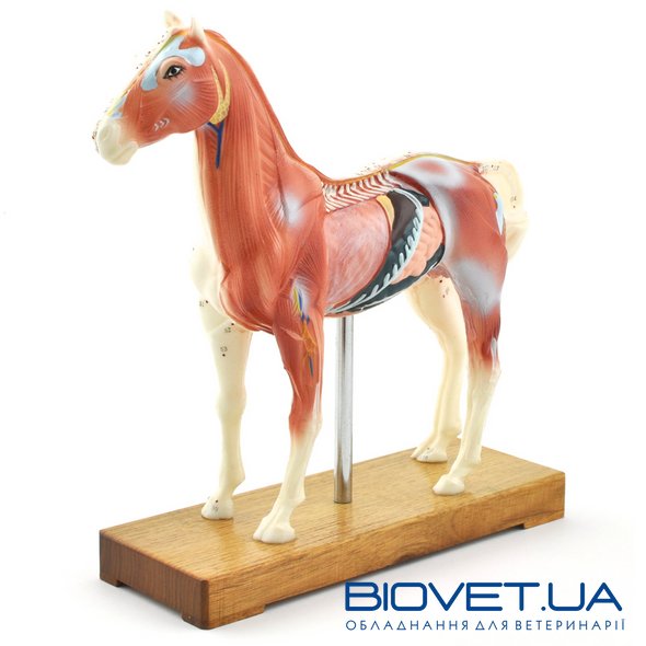 Анатомическая модель лошади для акупунктуры