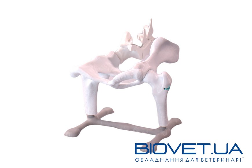 Анатомічна модель тазу подвійна остеотомія кісток тазу