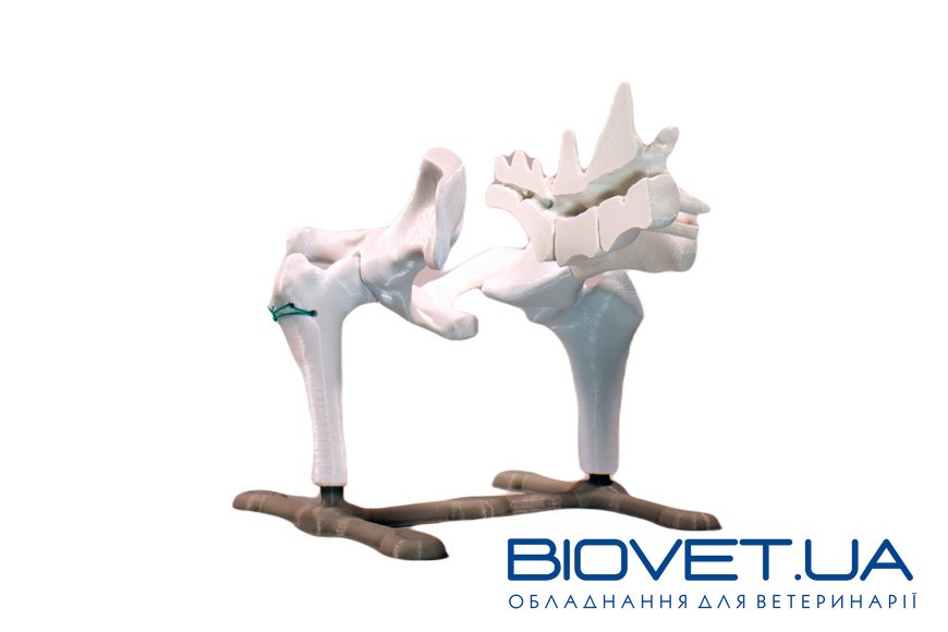 Анатомическая модель таза двойная остеотомия костей таза