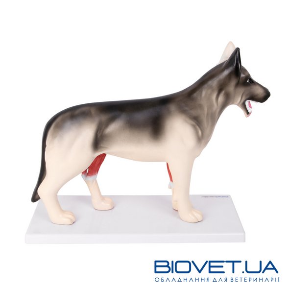 Анатомічна модель собаки в розрізі, двостороння