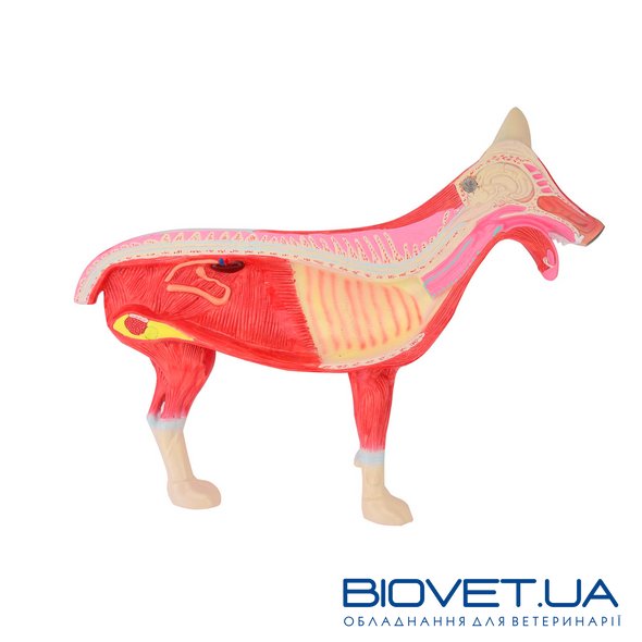 Анатомическая модель собаки в разрезе, двусторонняя