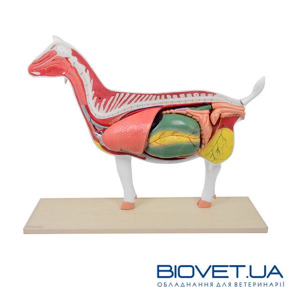 Анатомічна модель кози, розбірна