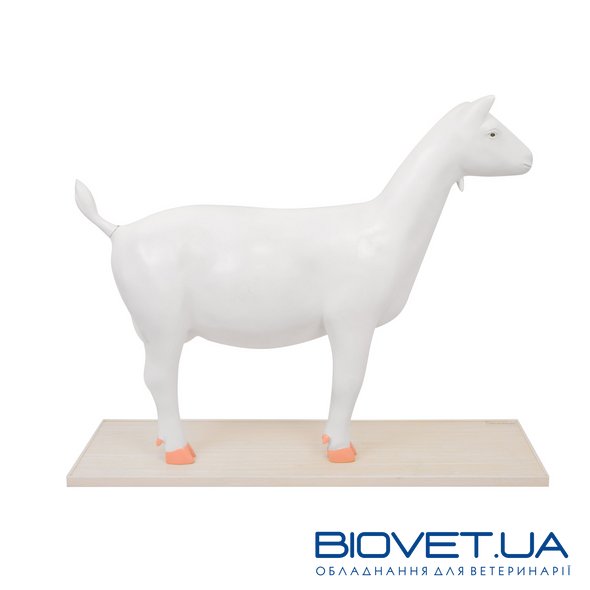 Анатомічна модель кози, розбірна