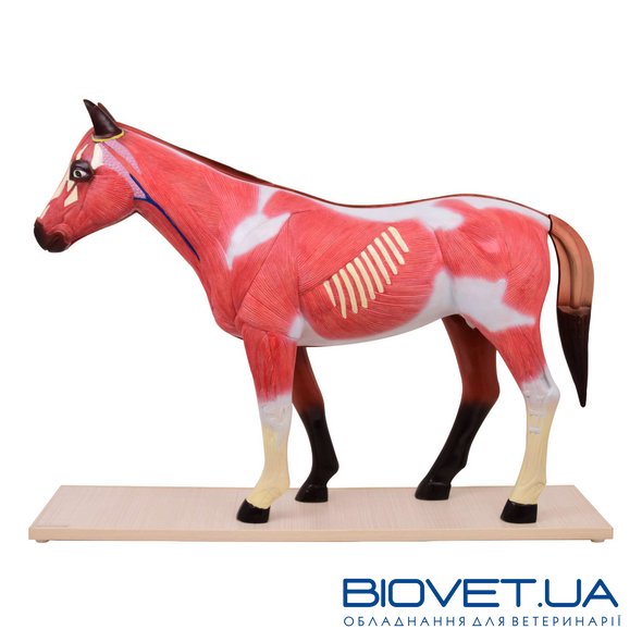 Анатомическая модель лошади, разборная