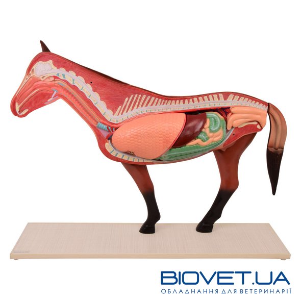 Анатомическая модель лошади, разборная
