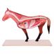 Анатомическая модель лошади, разборная 2 из 5