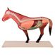 Анатомическая модель лошади, разборная 4 из 5
