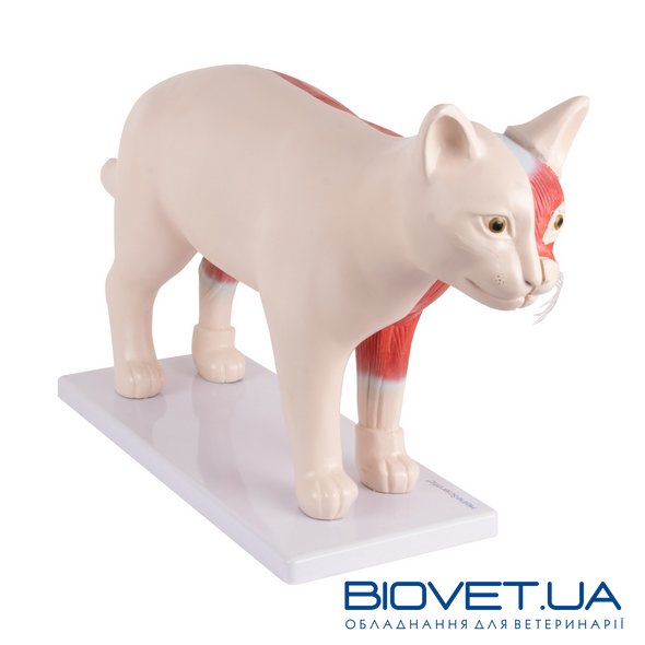 Анатомічна модель кота, розбірна