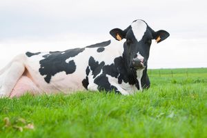 Как предупредить развитие кетоза у коров?  из