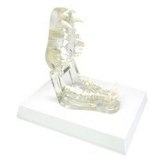 Анатомическая модель челюсти собаки, прозрачная