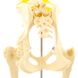 Анатомічна модель стегна собаки 3 з 3