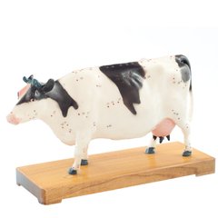 Анатомическая модель коровы для акупунктуры