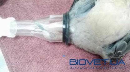 Анестезіологічна маска для птахів