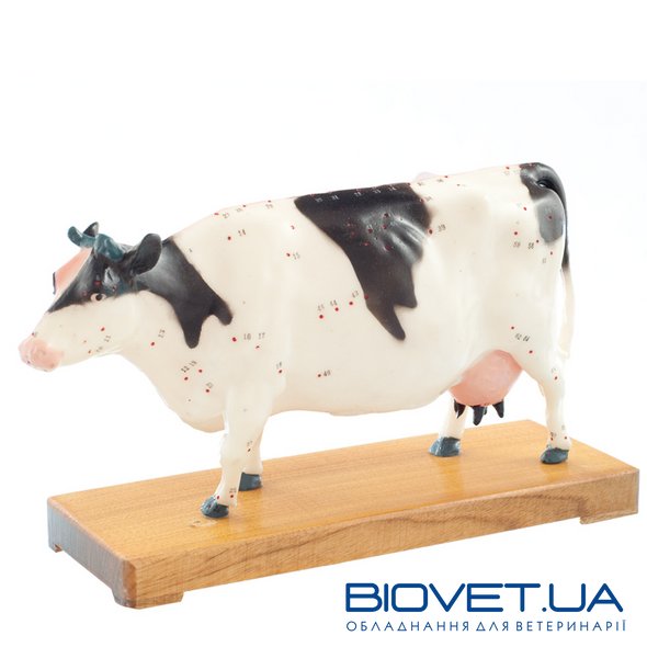 Анатомічна модель корови для акупунктури