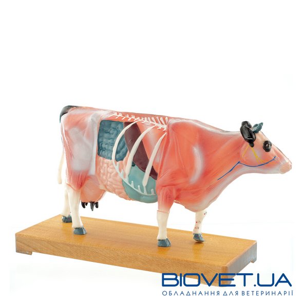 Анатомическая модель коровы для акупунктуры