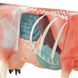 Анатомическая модель коровы для акупунктуры 4 из 4