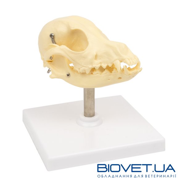 Анатомічна модель черепа собаки