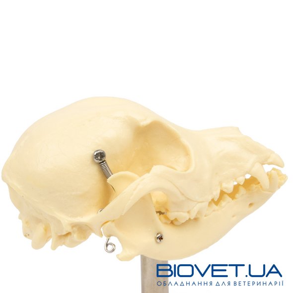 Анатомическая модель черепа собаки