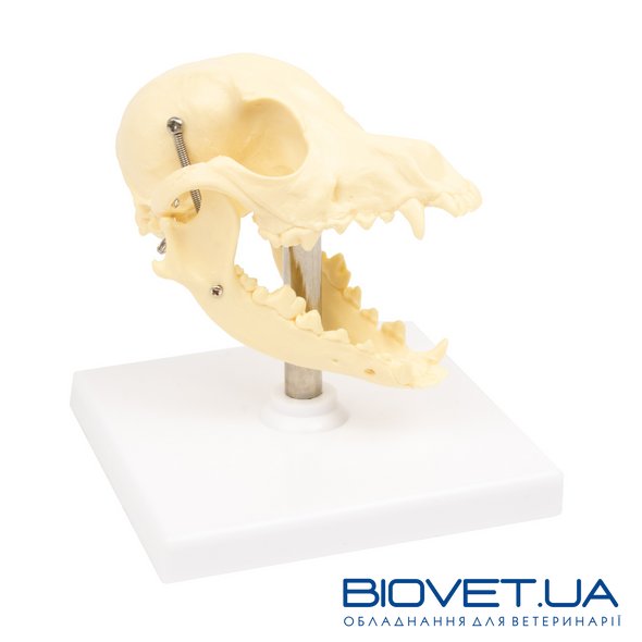 Анатомическая модель черепа собаки
