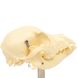 Анатомическая модель черепа собаки 4 из 5
