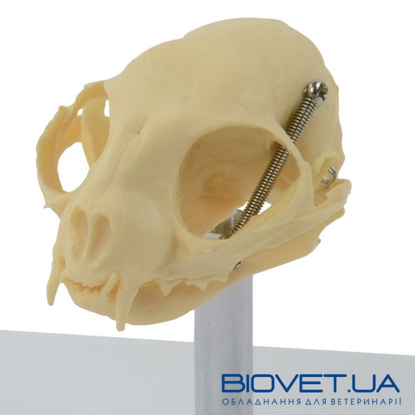 Анатомическая модель черепа кота