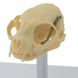 Анатомічна модель черепа кота 2 з 3