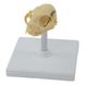 Анатомическая модель черепа кота 1 из 3