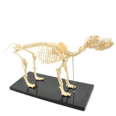 Анатомическая модель скелета собаки