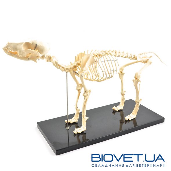 Анатомічна модель скелета собаки