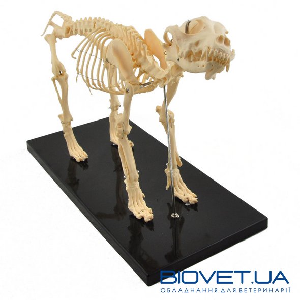 Анатомическая модель скелета собаки