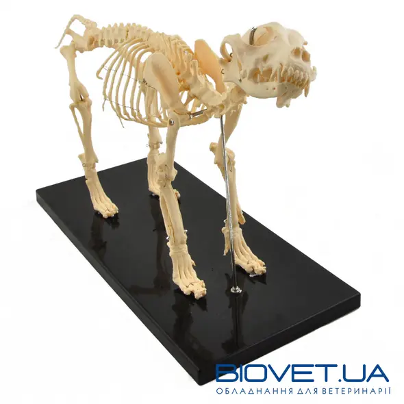 Штучні моделі скелета тварин