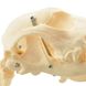 Анатомическая модель скелета собаки 5 из 5