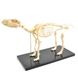 Анатомічна модель скелета собаки 4 з 5