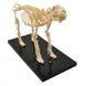Анатомическая модель скелета собаки 2 из 5