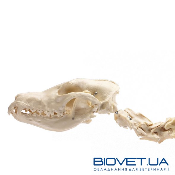 Анатомическая модель скелета собаки, большая