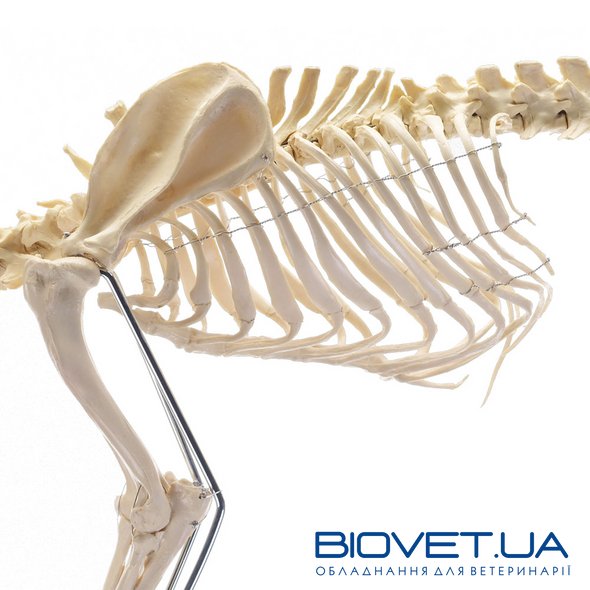 Анатомическая модель скелета собаки, большая