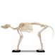 Анатомическая модель скелета собаки, большая 1 из 4