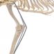 Анатомічна модель скелета собаки, велика 4 з 4