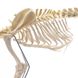 Анатомическая модель скелета собаки, большая 3 из 4