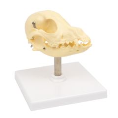 Штучні моделі скелета тварин