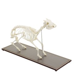 Справжня модель скелета кози