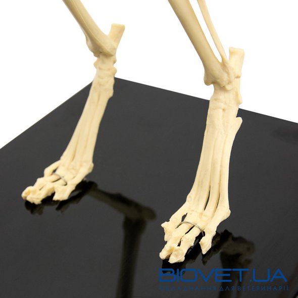 Анатомическая модель скелета кота