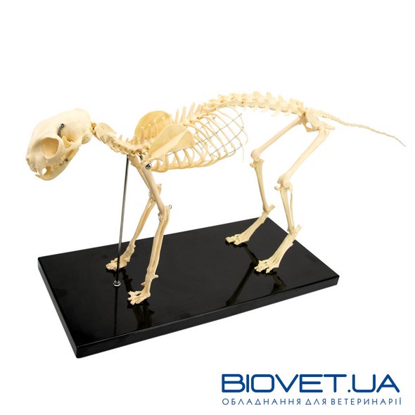 Анатомічна модель скелета кота